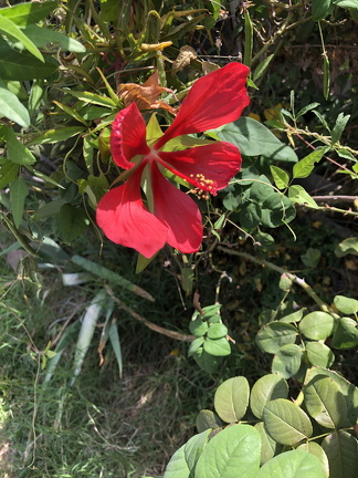 IMG 3548