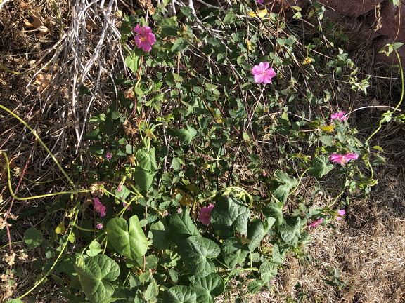 IMG 3544