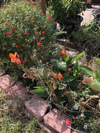 IMG 3540