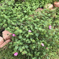 IMG 3178