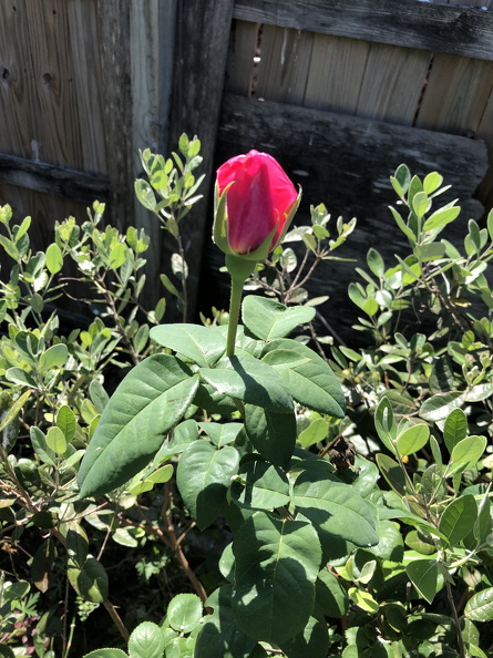 IMG_3094.jpeg