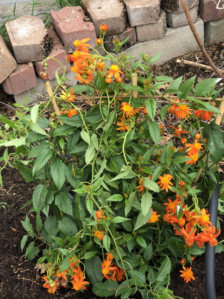 IMG_3026.jpeg